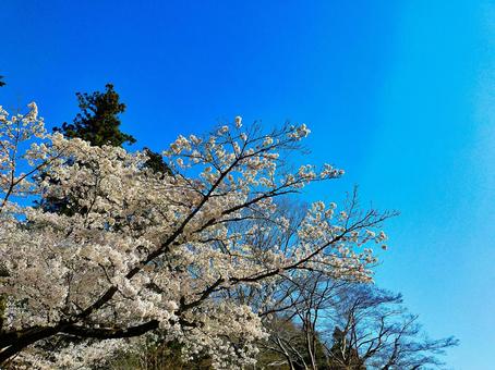 満開の桜と青空 春,花,桜の写真素材