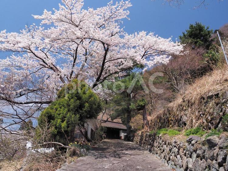 桜と石畳 桜,石畳,道の写真素材