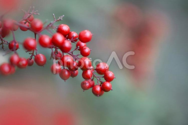 南天の実 花・植物,ナンテン,植物の写真素材