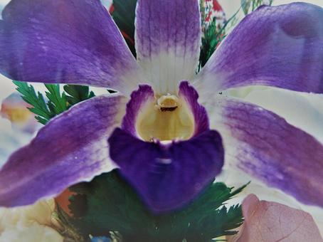 花 花の写真