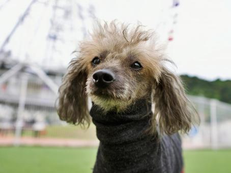 チャイニーズクレステッドのポートレート チャイニーズクレステッドのポートレート 犬,チャイニーズクレステッド,いぬの写真素材