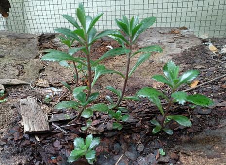 不死鳥 不死鳥,多肉植物,花の写真素材