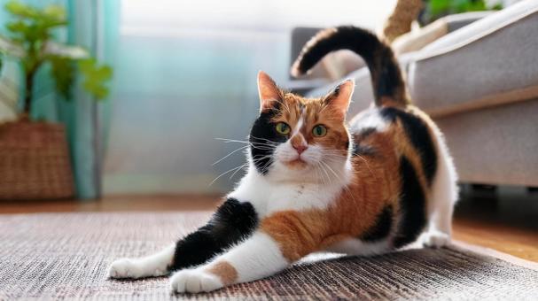 背伸びをする猫 背伸びをする猫の写真