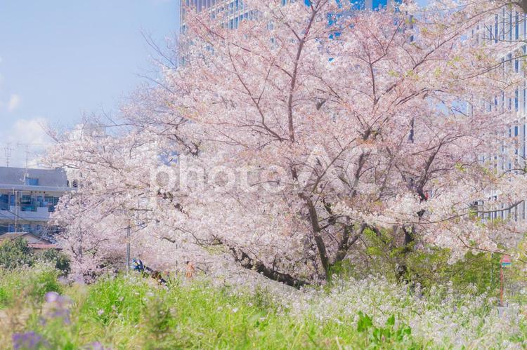 二子玉川・多摩川の桜並木道 二子玉川,多摩川,桜並木の写真素材