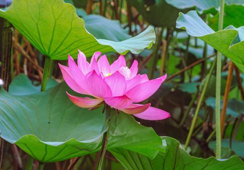 ハスの花11 ハスの花11の写真