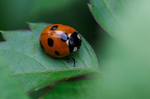 葉にとまるテントウムシ 昆虫,テントウムシ,てんとう虫の写真素材