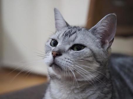 Staring Cat, JPG Staring Cat, JPG