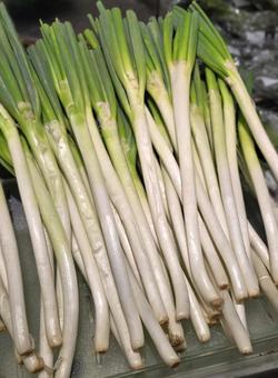 長ネギ 長ネギ 長ネギ,野菜,緑黄色野菜の写真素材