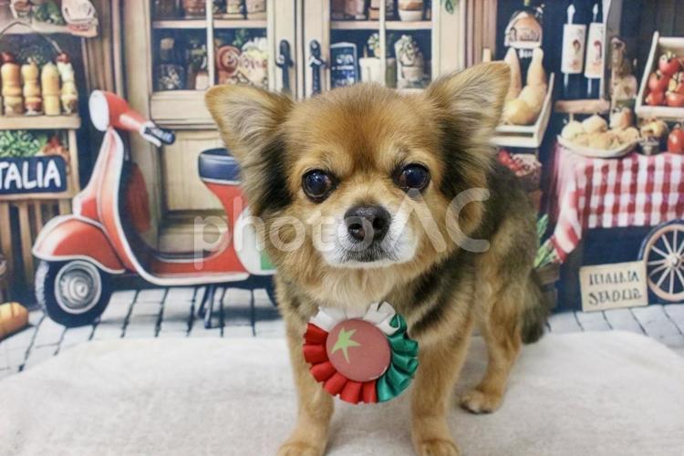 2025.3月チワワのトリミング① 犬,コスプレ,3月の写真素材