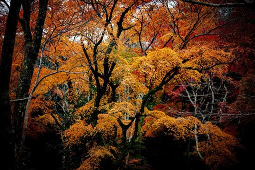 紅葉 紅葉の写真