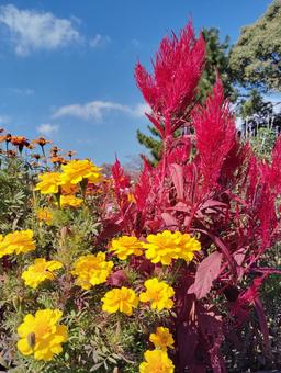 マリーゴールドとケイトウ マリーゴールド,花,秋の写真素材