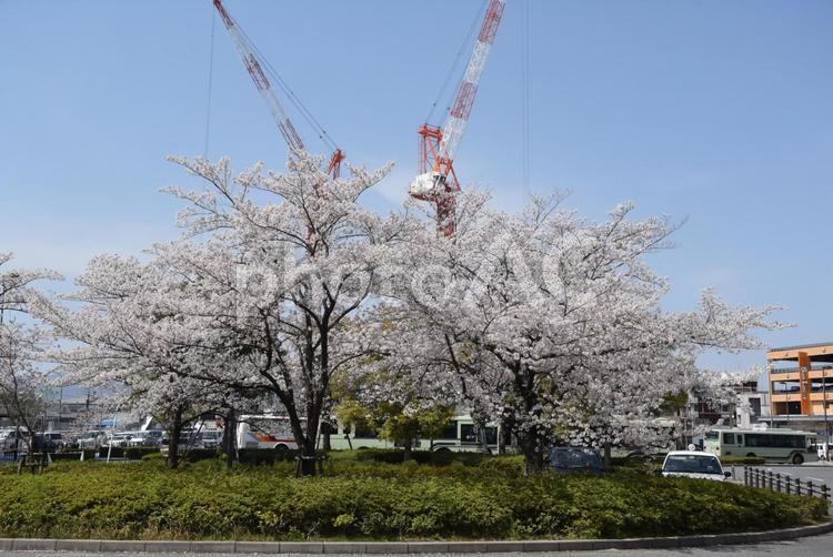 JR二条駅前の桜 桜,春,京都の写真素材