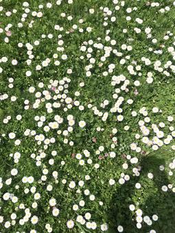 花畑 花畑の写真