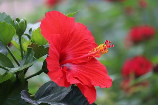 赤い花びらのハイビスカス花のアップ 赤い花びらのハイビスカス花のアップ 赤い,花びら,ハイビスカスの写真素材