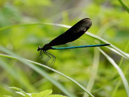 【昆虫写真】ハグロトンボ(羽黒蜻蛉) 【昆虫写真】ハグロトンボ(羽黒蜻蛉) ハグロトンボ,羽黒蜻蛉,生き物の写真素材
