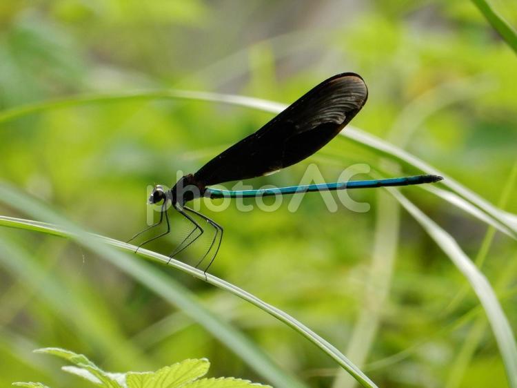 【昆虫写真】ハグロトンボ（羽黒蜻蛉） ハグロトンボ,羽黒蜻蛉,生き物の写真素材