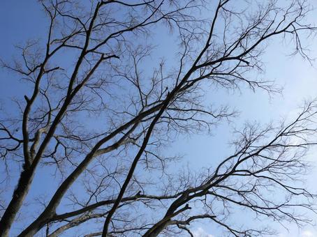 冬の空と木 空,冬,木の写真素材