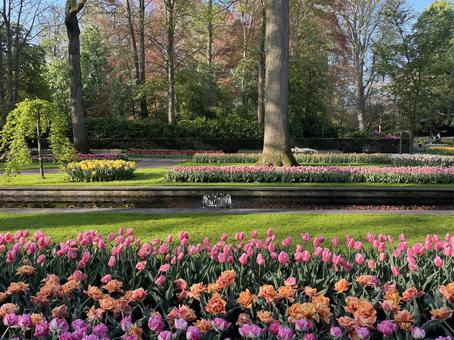 キューケンホフ公園 キューケンホフ,チューリップ,アムステルダムの写真素材