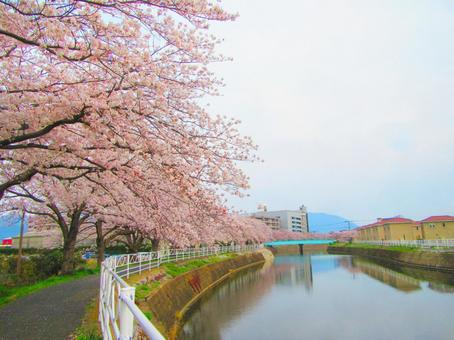 川沿いのサクラ 川沿いのサクラの写真