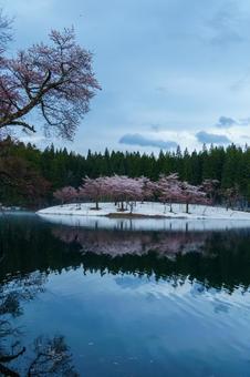 250423津南町中子の桜 250423津南町中子の桜の写真