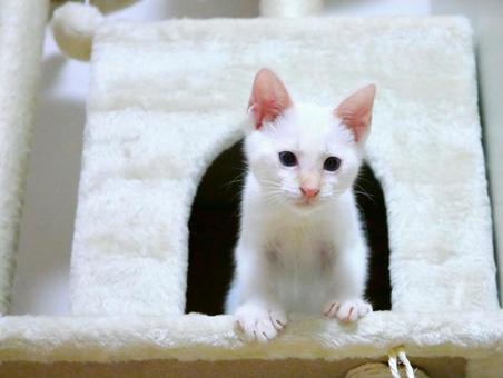 猫ハウスから出てくる子猫 子猫,猫ハウス,白猫の写真素材