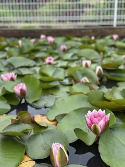 Lily Pond, JPG