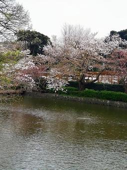 鶴岡八幡宮の桜 鶴岡八幡宮の桜 桜,サクラ,さくらの写真素材