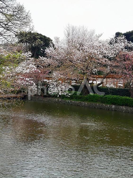 鶴岡八幡宮の桜 桜,サクラ,さくらの写真素材