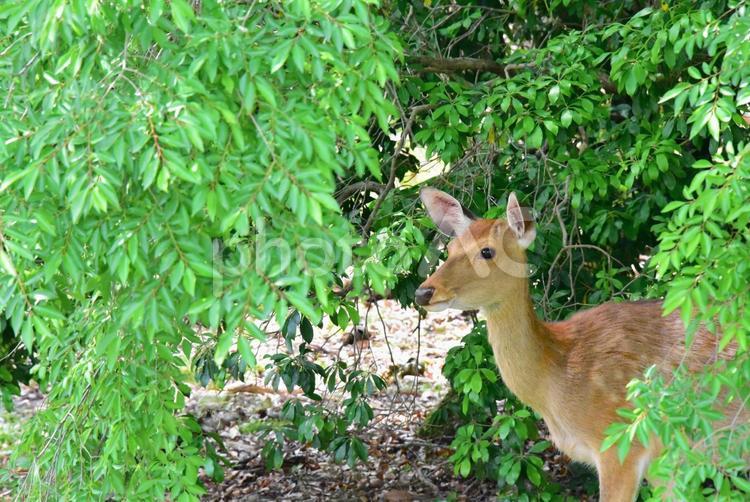 葉陰から顔を出す鹿 鹿,シカ,ニホンジカの写真素材