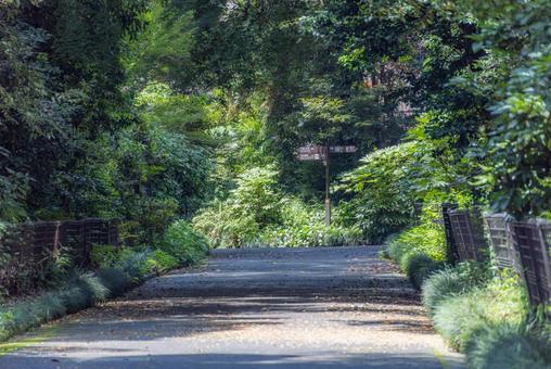 公園内の歩道 公園内の歩道の写真