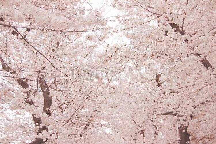 満開の桜並木 桜,春,さくらの写真素材