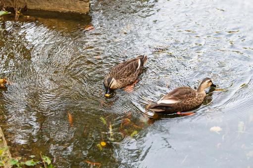 水面を泳ぐ二羽のカルガモ カルガモ,鳥,野鳥の写真素材