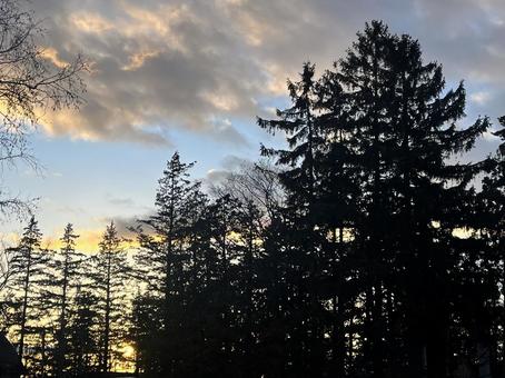夕暮れ 樹木のシルエット 夕暮れ 樹木のシルエットの写真