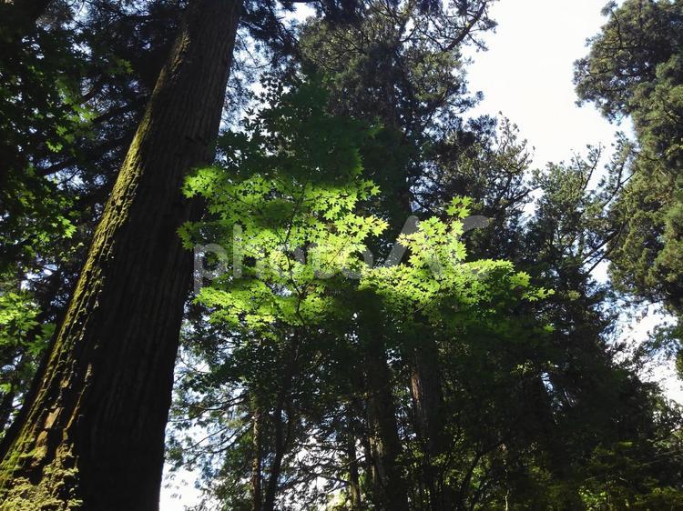 モミジの若葉に光が差し込む モミジ,秋の季語,杉林の写真素材