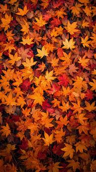 敷き詰められた紅葉の絨毯背景 敷き詰められた紅葉の絨毯背景の写真