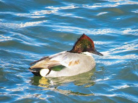 優雅に泳ぐヨシガモのオスの写真