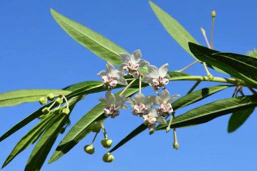 フウセントウワタの花 フウセントウワタの花の写真