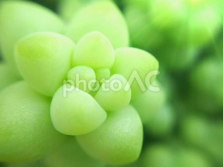 光を浴びるセダムのマクロ撮影 セダム,植物,光の写真素材