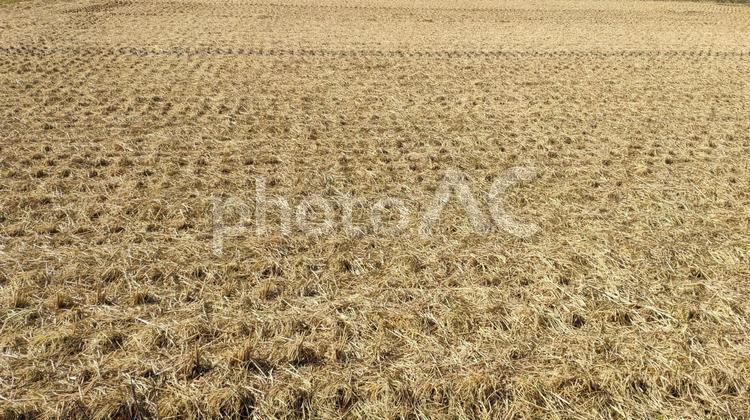 稲刈り後の田んぼ 稲刈り,田んぼ,稲穂の写真素材