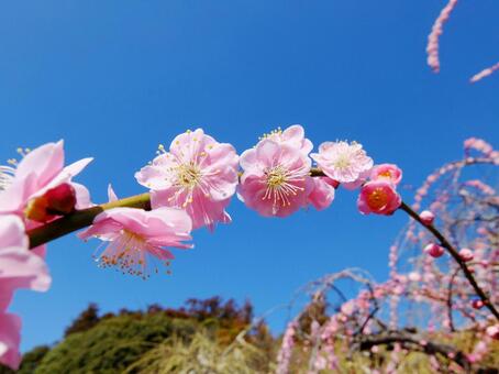 桜の花 桜の花の写真