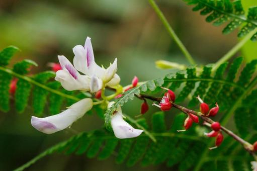 木陰に咲くソメワケハギの写真