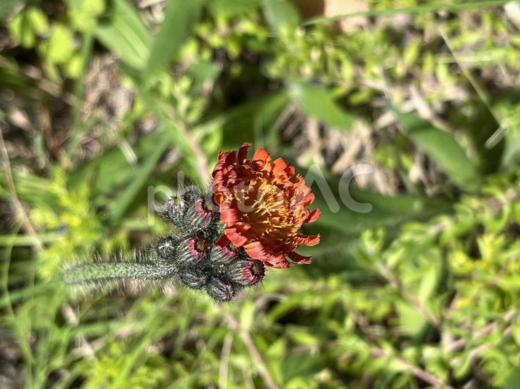 コウリンタンポポ コウリンタンポポ,キク科,雑草の写真素材