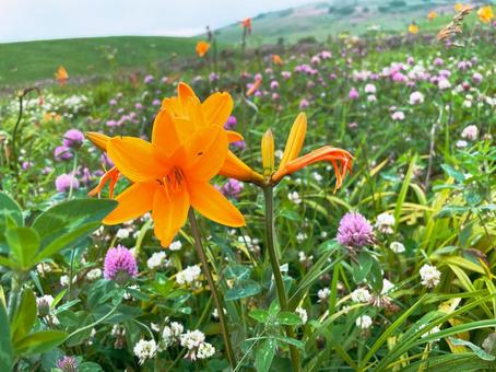 Photo, rebun island, alpine plants, alpine plants circle, 