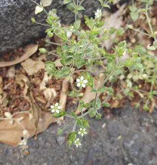 東京郊外の小さないのち 花,雑草,自然の写真素材
