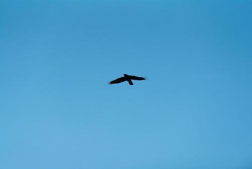 大空を優雅に舞うカラス 大空を優雅に舞うカラスの写真