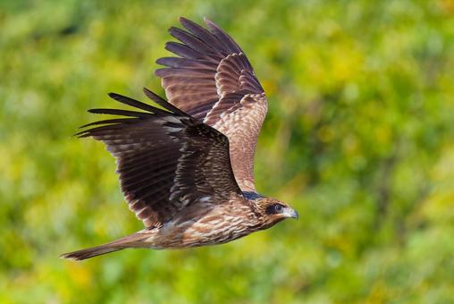 山間を飛行するトンビの若鳥 トビ,トンビ,鳶の写真素材