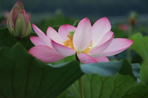 蓮の花 その25 蓮の花 その25の写真
