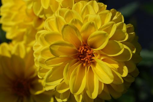 ダリア（イエローパール） ダリア,イエローパール,黄色の写真素材