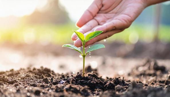 育む　新芽に水のしずくをたらず女性の手の写真