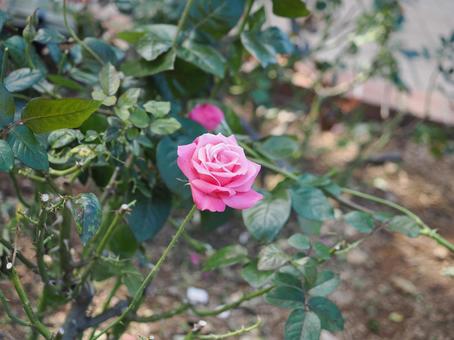 バラ園でピンクの薔薇を撮りました バラ園でピンクの薔薇を撮りましたの写真